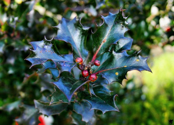 HOLLY