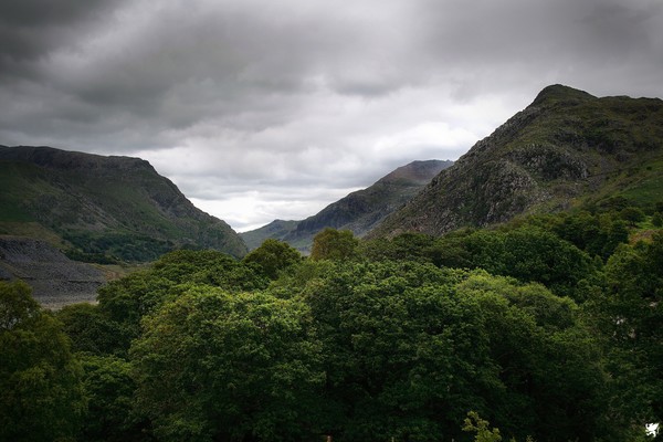 OVER THE TOPS OF THE TREES