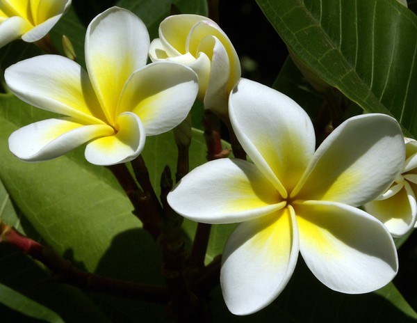 Frangipani.