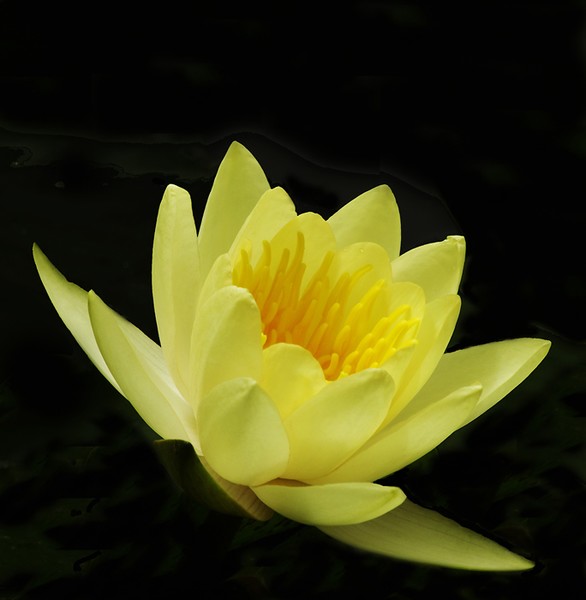 Water Lilly
