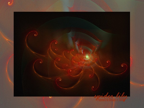 Spider Lily by Pannell and Shuler