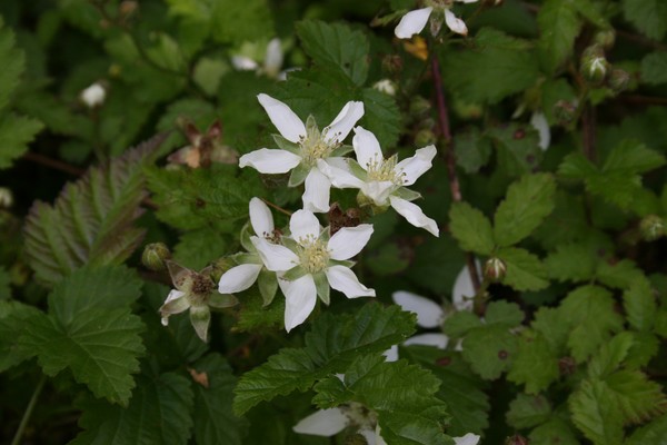 Blackberry Blossoms