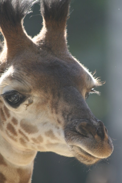 Giraffing Around
