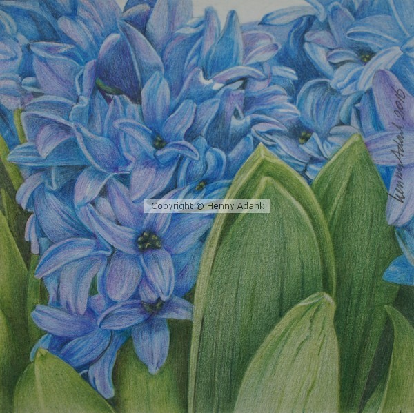 Small Hyacinth