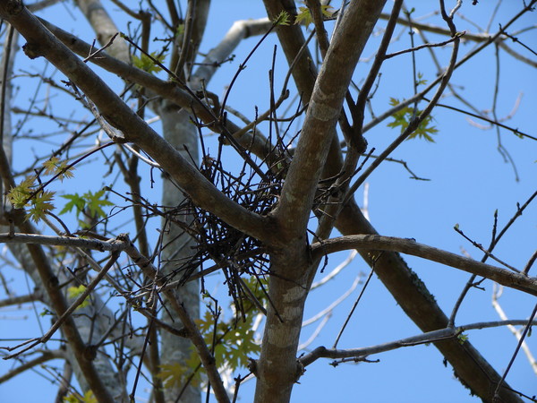 Nest