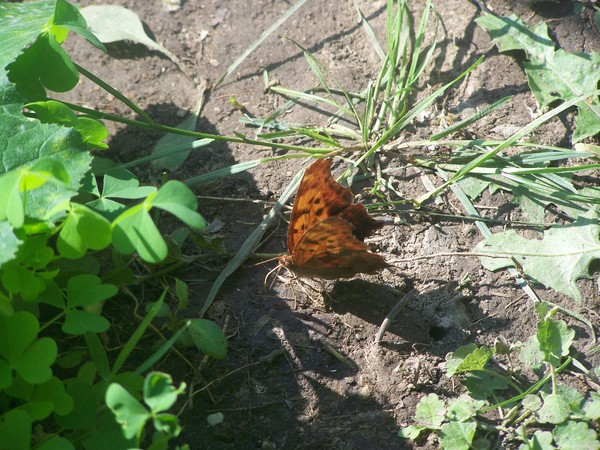Eastern Comma Butterfly at Rest
