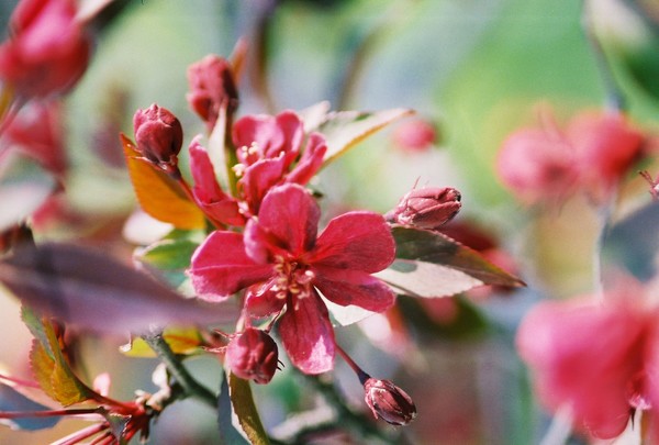 tree in bloom