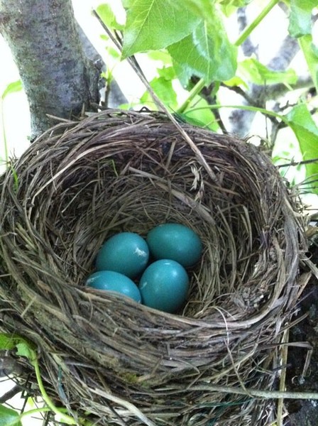 Birds Nest