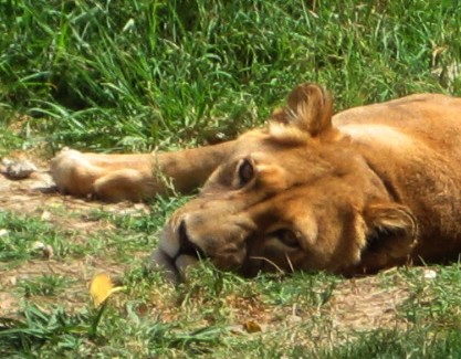 Lion