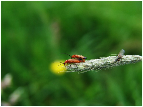 It is a Bugz Life