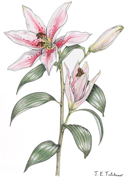 Lily