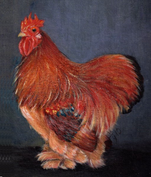 Jake - Rooster