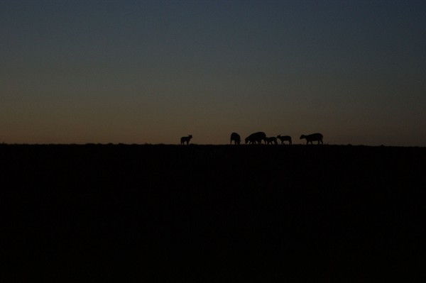 Shadow play