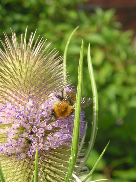 Bee and Teasel 3