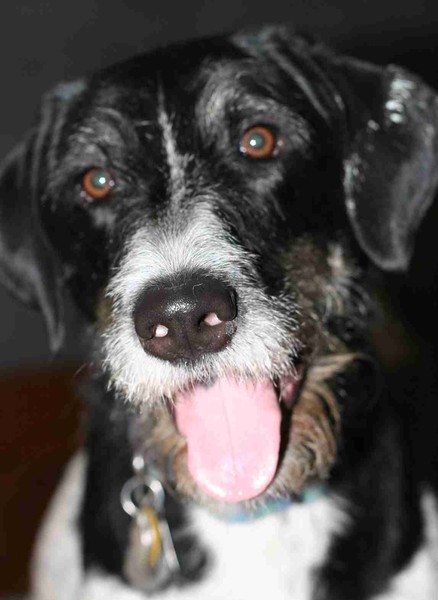 My dog Pucker