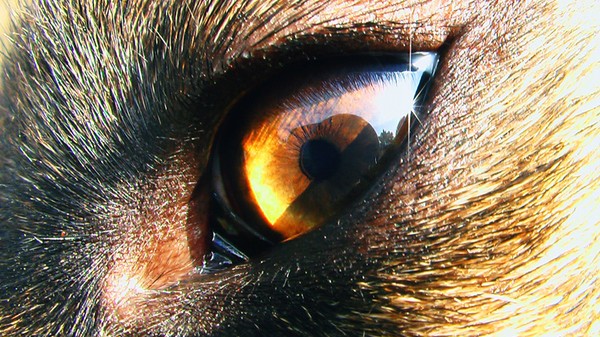 The Eye
