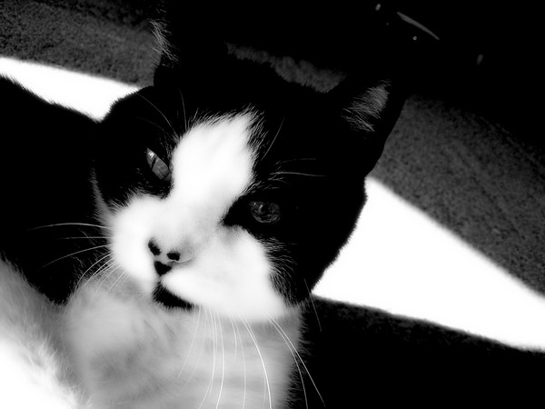 Buddy III