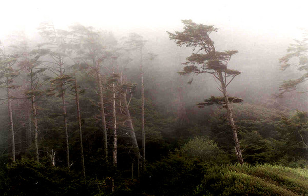 Misty Rain Swept Morning