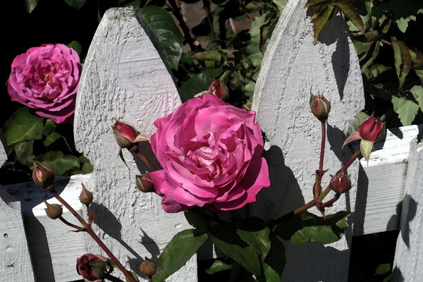 Red Rose Against White Fence