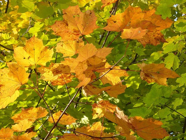 October's Green and Gold