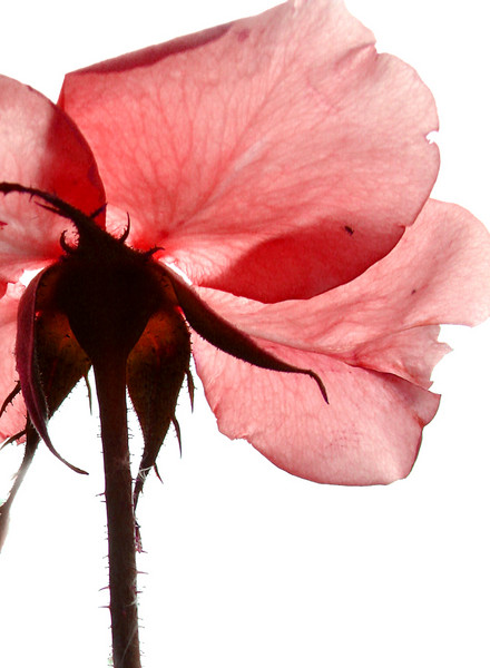 Unusual Beauty