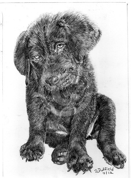 Lab Puppy