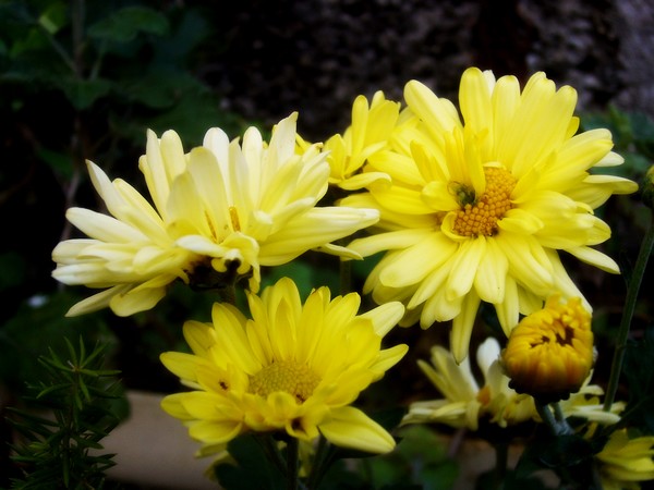 yellow mood