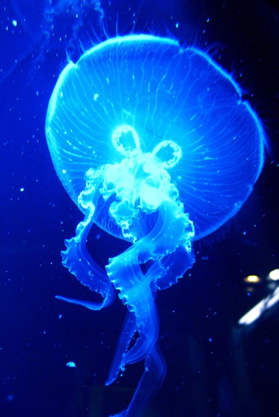 jellyfish