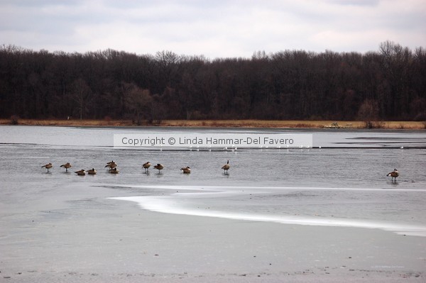 Geese and Seagulls on Frozen Lake Photo