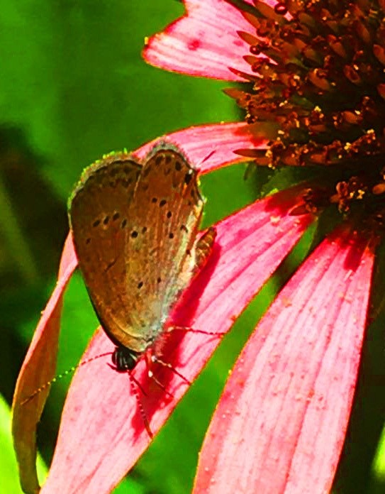 Banded Hairstreak 1