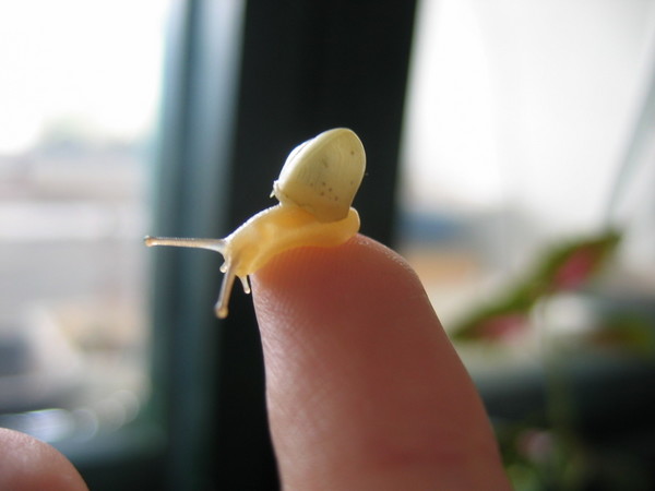 baby on my finger