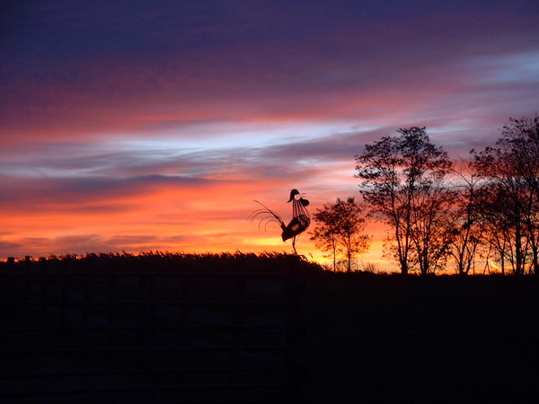 Early Morning Rooster