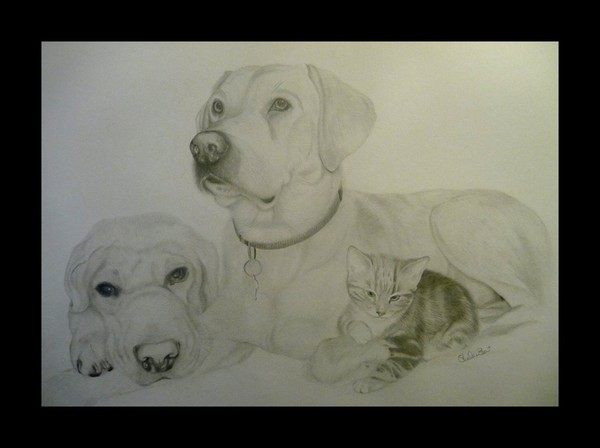 Dog and Kitten portrait