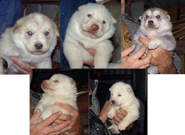 WOLF PUPS 3 WKS