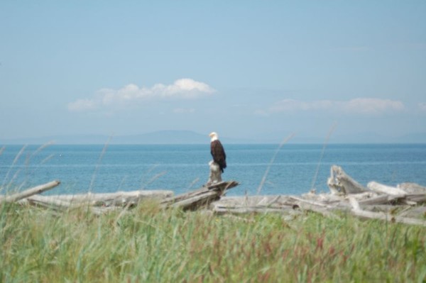 bald eagle