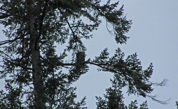 Singing Eagle