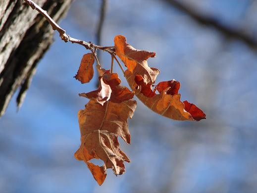 Memories of Autumn