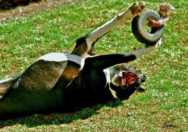  A dog´s play !