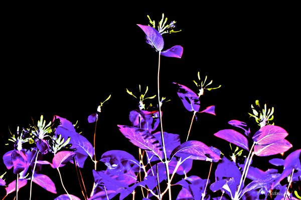  Purple dream !
