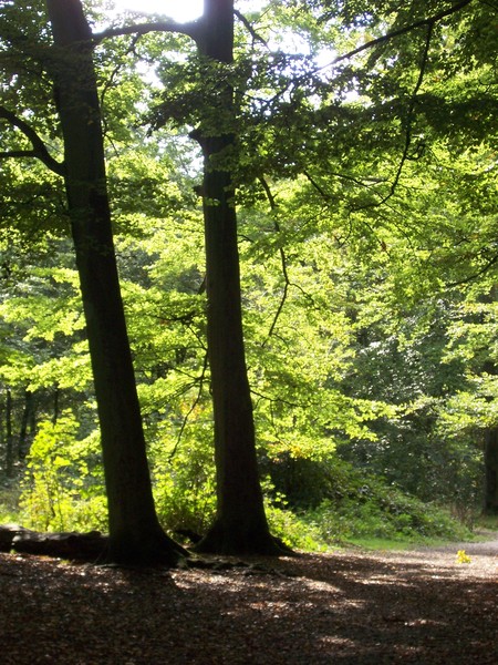 Autumn light