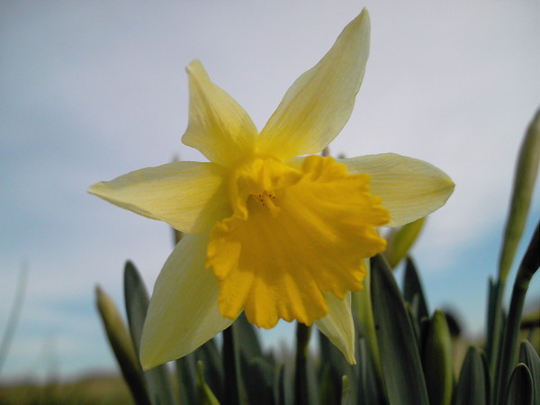 Daffodil