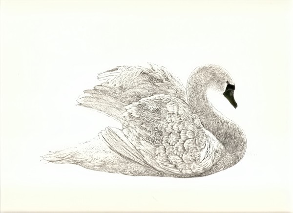 majesty