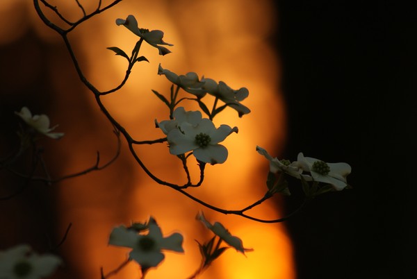 dogwood at sunset