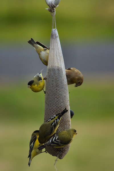 Finch Party