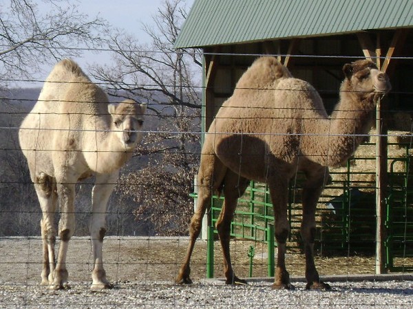 Camels at the lake of the ozarks