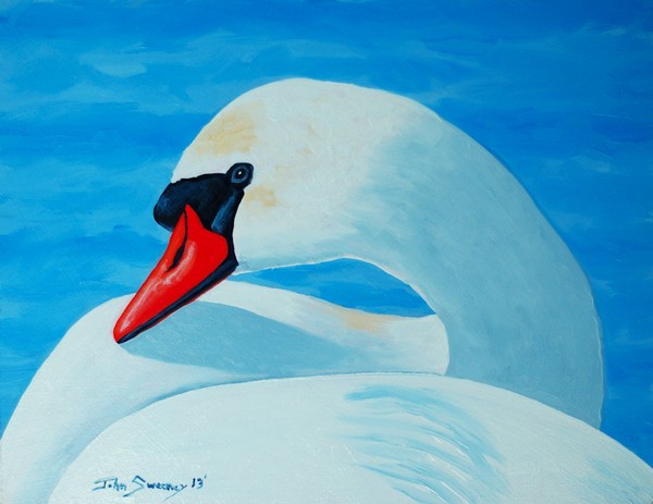 Mute Swan