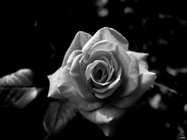 Bold in Black and White 6