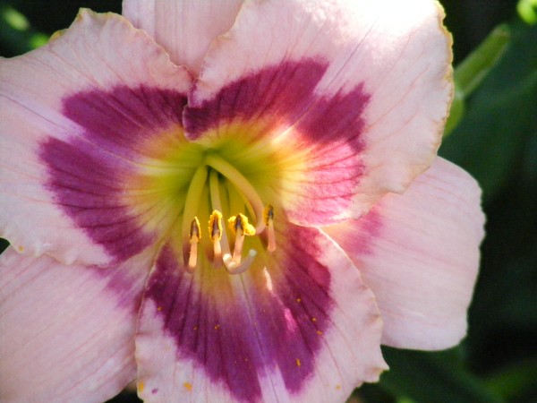 The Art of flowers #10