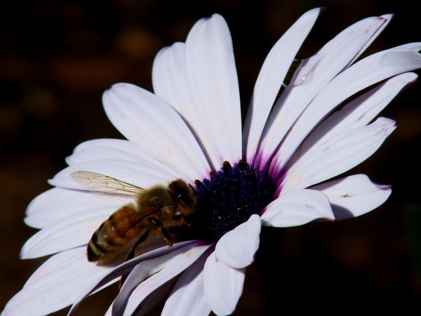 When The Bee Stops By