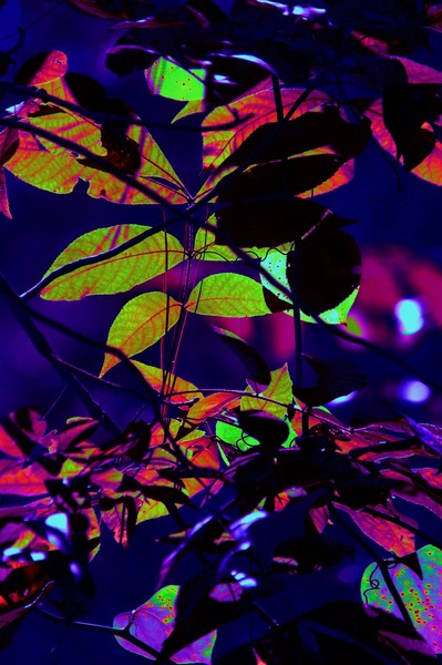 leaf trace